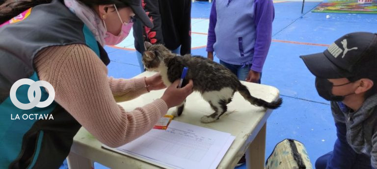 Vacunas a mascotas contra la rabia.