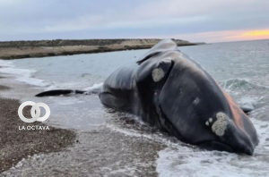 Biólogos argentinos investigan la muerte de más de una docena de ballenas en la Patagónia angentina.
