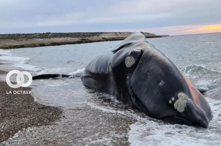 Biólogos argentinos investigan la muerte de más de una docena de ballenas en la Patagónia angentina.