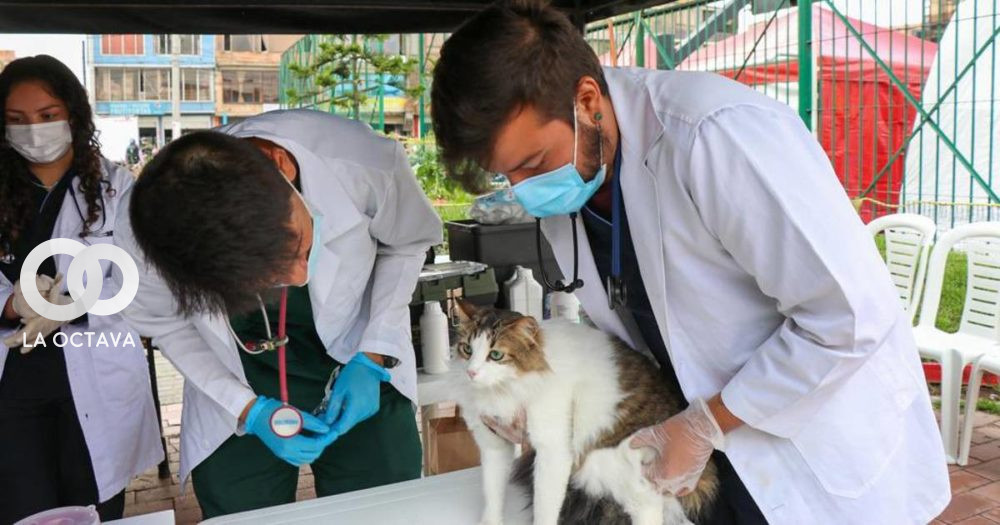 Casa de la Mascota vacuna contra la rabia a animales domésticos.