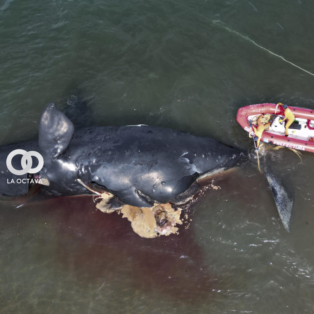 Preocupación por misteriosas muertes de ballenas en la Patagonia argentina.