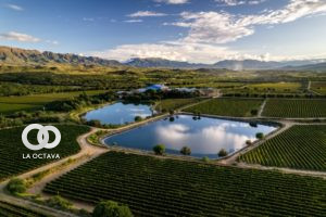 Campos de Solana y Casa Real, llevarán a cabo el Encuentro Pro-Uva-