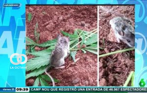 Policía echa la culpa del desaparecimiento de droga a las ratas