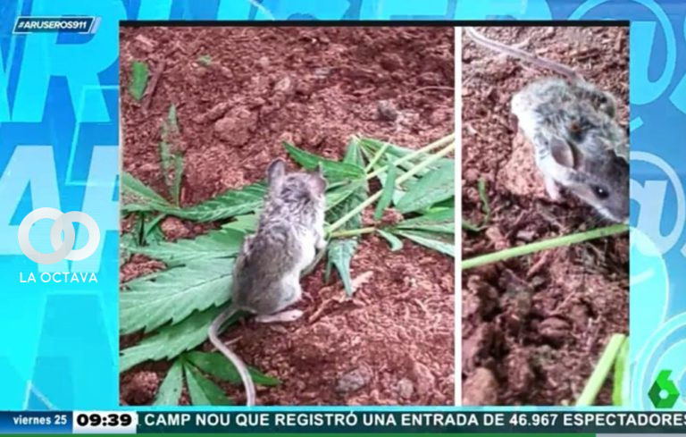 Policía echa la culpa del desaparecimiento de droga a las ratas