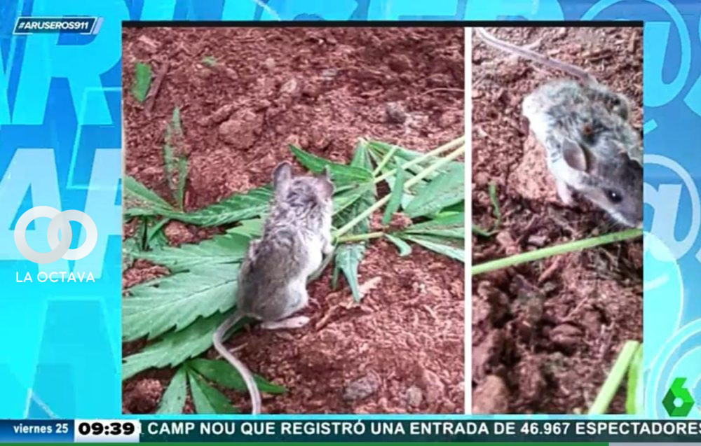 Policía echa la culpa del desaparecimiento de droga a las ratas
