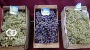 Representante de los productores de uva de El Valle