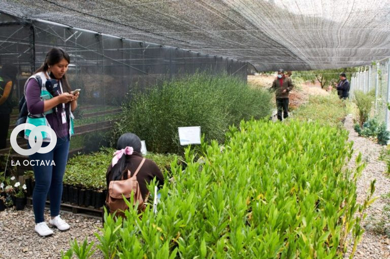 Tres mil plantines de árboles se encuentran en el vivero que la Cervecería Boliviana Nacional