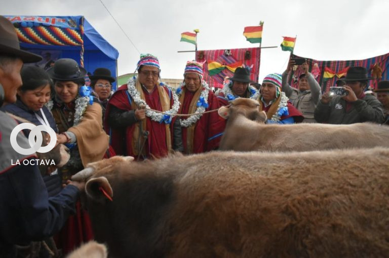 Entrega de torillos a comunarios de Guaqui