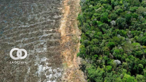 Deforestación de bosques. Foto. LIDEMA