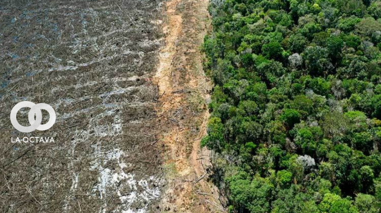 Deforestación de bosques. Foto. LIDEMA