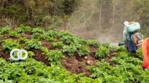 Fumigación de los campos de producción de comunidades de San Ignacio de Velasco. Foto. Cambio Climático y Justicia.