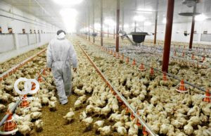 La gripe aviar pone en alerta a los avicultores tarijeños