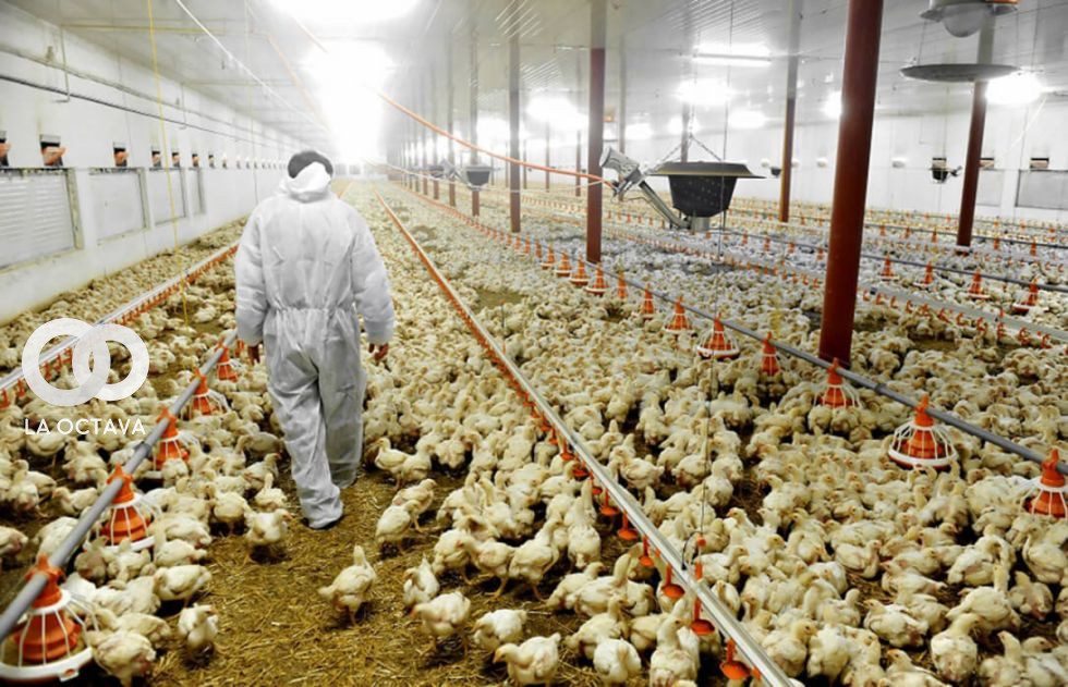 La gripe aviar pone en alerta a los avicultores tarijeños
