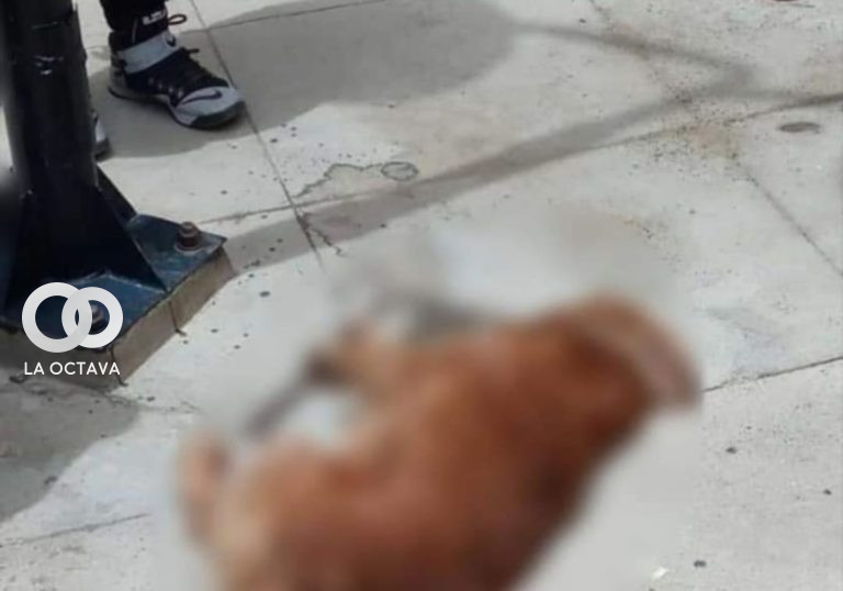 Uno de los canes que cayó del cuarto piso de la UPEA. Foto. RRSS