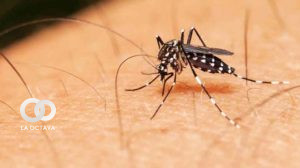 Mosquito Aedes aegypti transmisor del dengue, zika y chikungunya