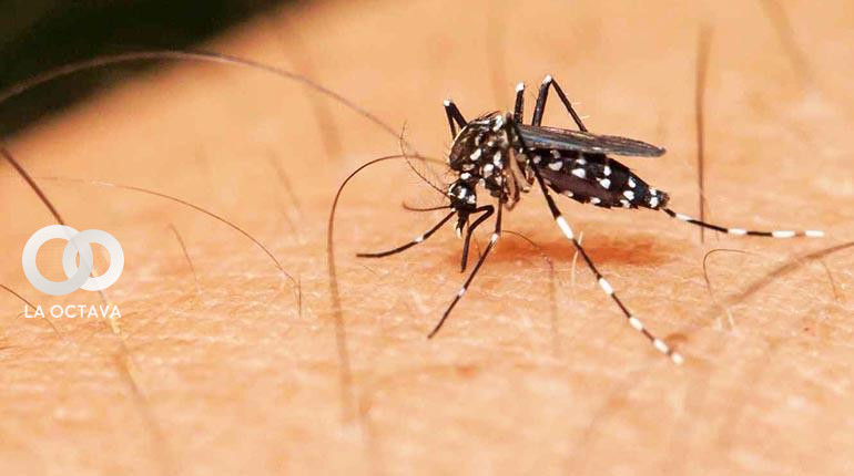 Mosquito Aedes aegypti transmisor del dengue, zika y chikungunya