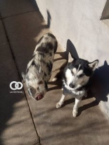 Comportamiento del Cerdo vs. Perro