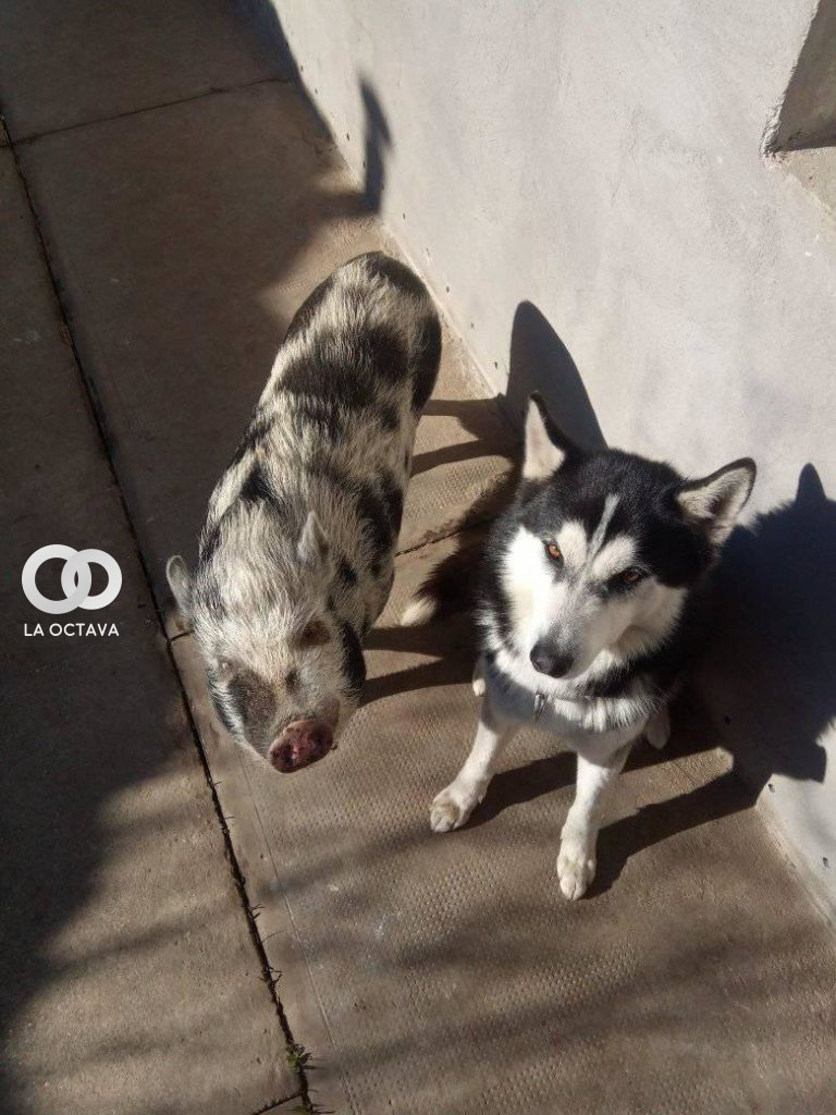 Comportamiento del Cerdo vs. Perro