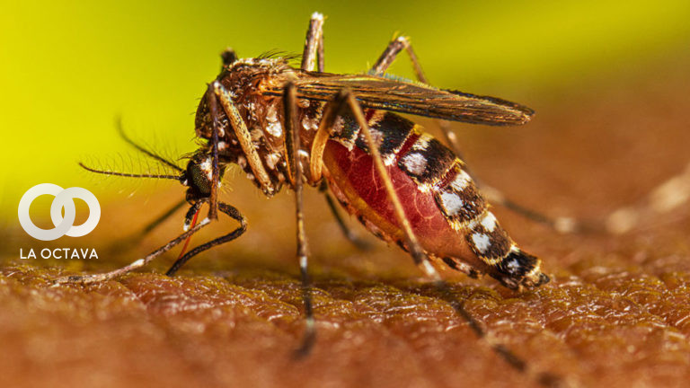 Mosquito del Dengue. Imagen Referencial.