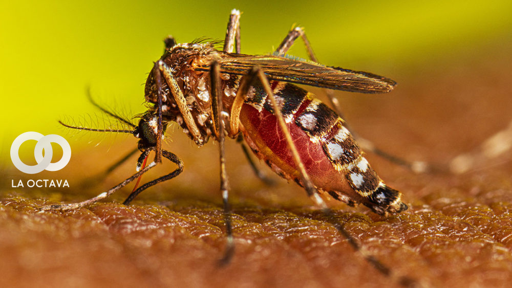 Mosquito del Dengue. Imagen Referencial.