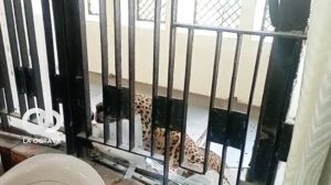 Leopardo atrapado en la India