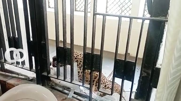 Leopardo atrapado en la India