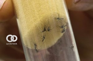 Mosquito que provoca chikunguña