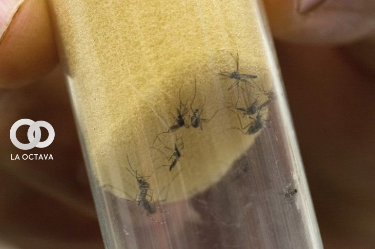 Mosquito que provoca chikunguña