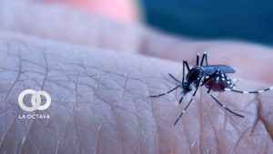 Mosquito del Dengue. Imagen Referencial