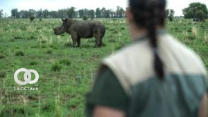 Un rinoceronte sin cuerno, fotografiado en la reserva de John Hume, en Klerksdorp, Sudáfrica. Foto. AFP