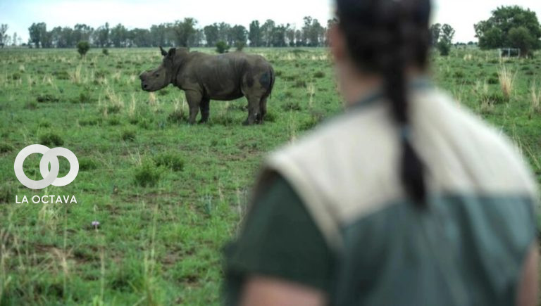 Un rinoceronte sin cuerno, fotografiado en la reserva de John Hume, en Klerksdorp, Sudáfrica. Foto. AFP