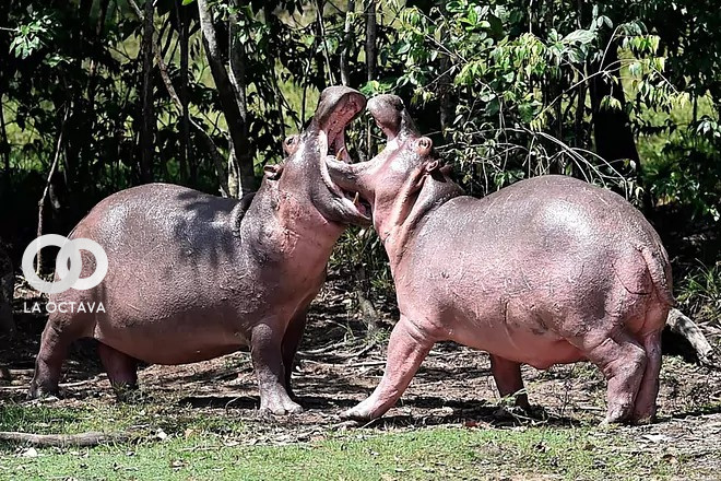 Hipopótamos de Pablo Escobar.TW: @JuanMPippiaLW