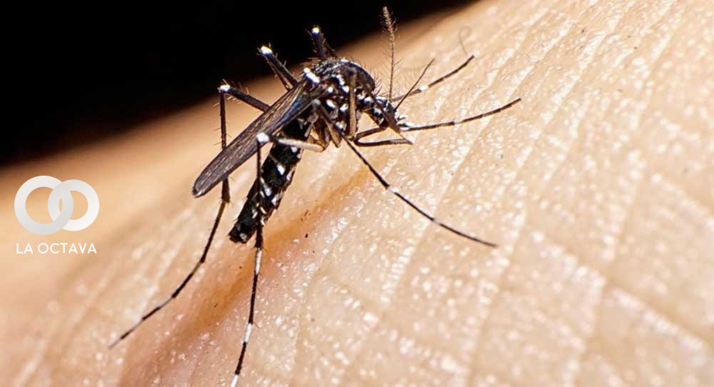 Imagen Referencia. Foto del mosquito transmisor del Dengue.
