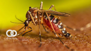 Imagen Referencial, mosquito trasmisor del dengue.