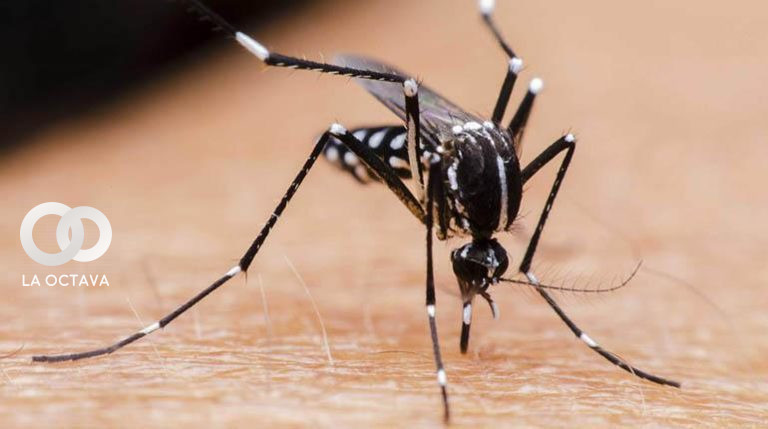 Mosquito del Dengue.