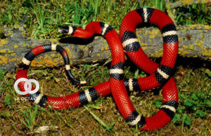 picadura-de-serpiente-coral