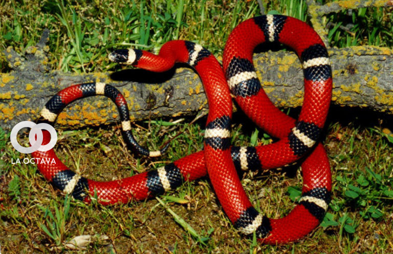 picadura-de-serpiente-coral