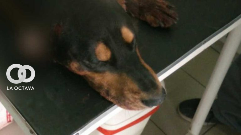 Koki, el can asesinado en diciembre de 2021 en Cochabamba.