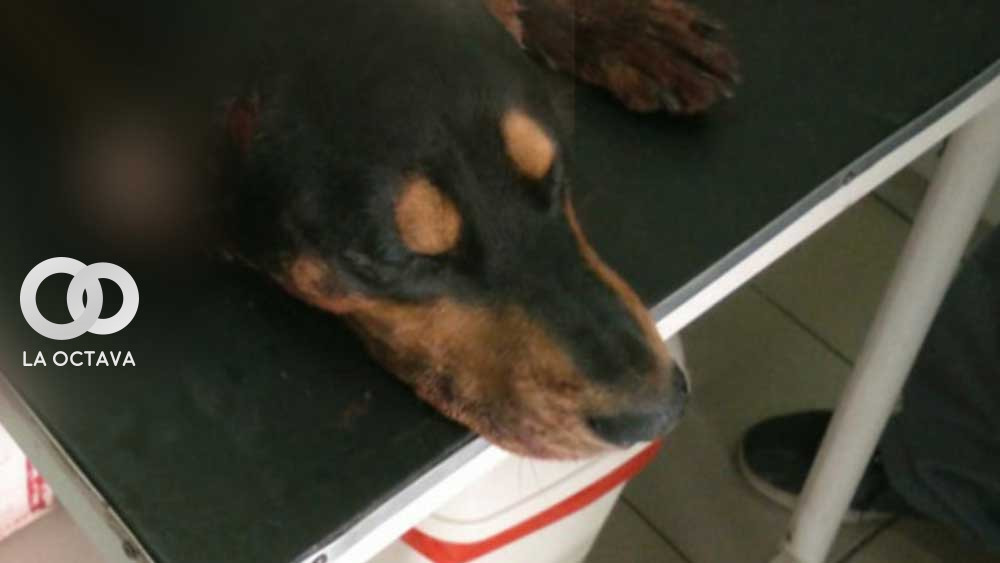 Koki, el can asesinado en diciembre de 2021 en Cochabamba.