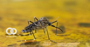 Mosquito transmisor de la fiebre amarilla.