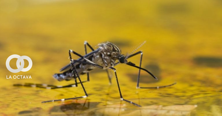 Mosquito transmisor de la fiebre amarilla.