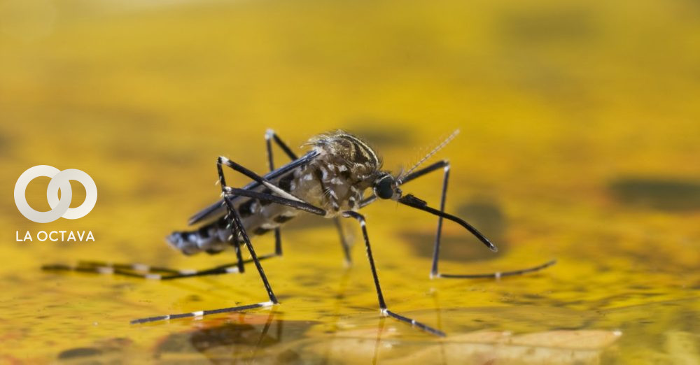 Mosquito transmisor de la fiebre amarilla.