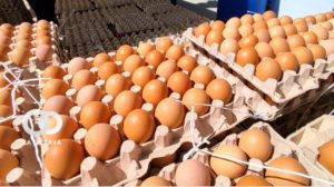 Se garantiza el precio justo del huevo. Foto: Ministerio de Desarrollo Productivo