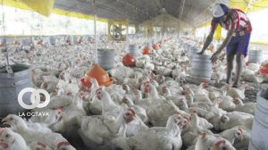 Imagen referencial. Foto: Avicultura Bolivia