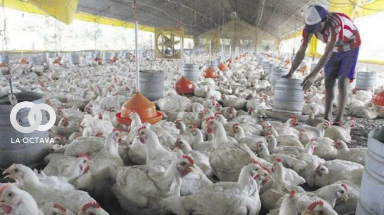 Imagen referencial. Foto: Avicultura Bolivia