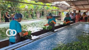 Empacadora en la producción y comercialización de banano.