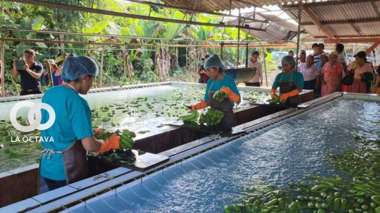 Empacadora en la producción y comercialización de banano.