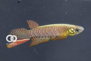 nuevo pez Moema Juanderibensis. Foto: Cortesía de Heinz Arno Drawert y la fundación Killfish