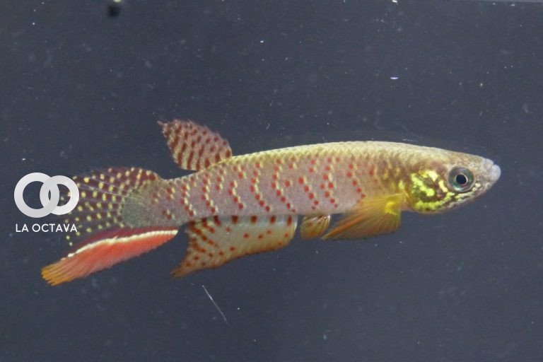 nuevo pez Moema Juanderibensis. Foto: Cortesía de Heinz Arno Drawert y la fundación Killfish
