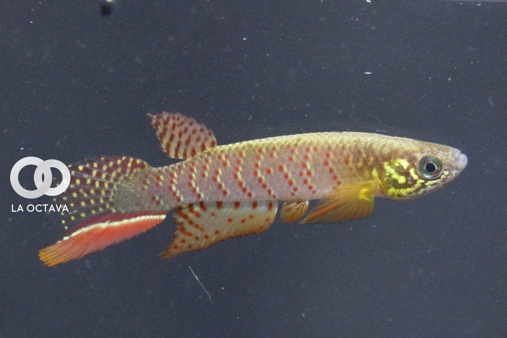 nuevo pez Moema Juanderibensis. Foto: Cortesía de Heinz Arno Drawert y la fundación Killfish